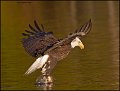 _1SB8410 bald eagle catching fish